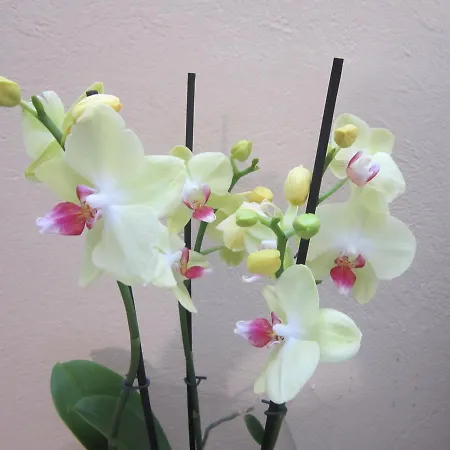 Veronika Otel Kocevje