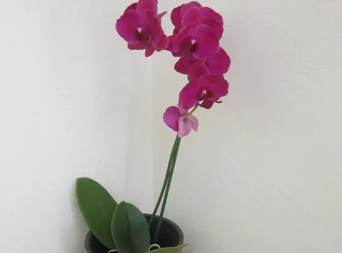 Hotel Veronika Kocevje