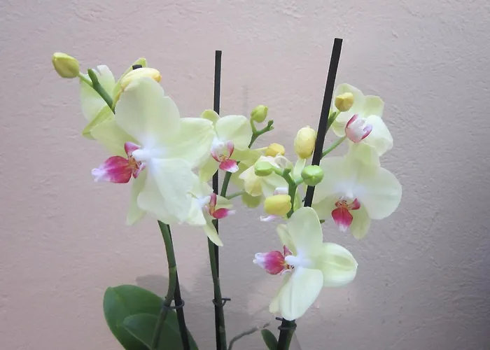 Veronika Hotel Kocevje